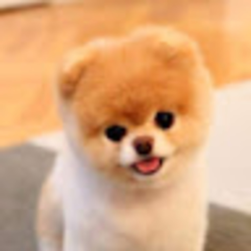 Meet your Posher, Charlotte